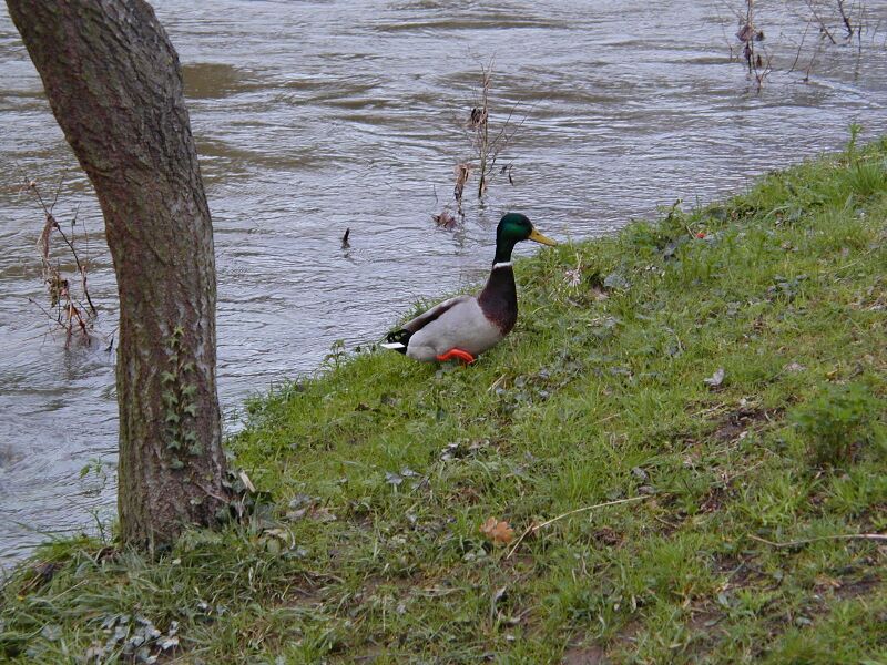 Thomaswehr in Karlsruhe