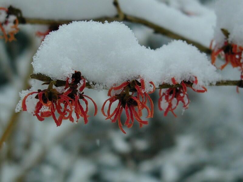 Hamamelis